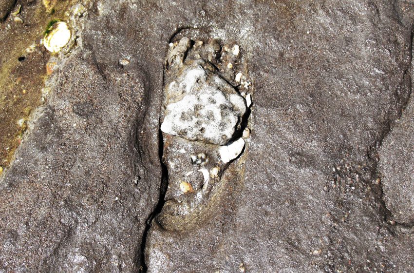  Footprints rewrite the timeline of human arrival in the Americas