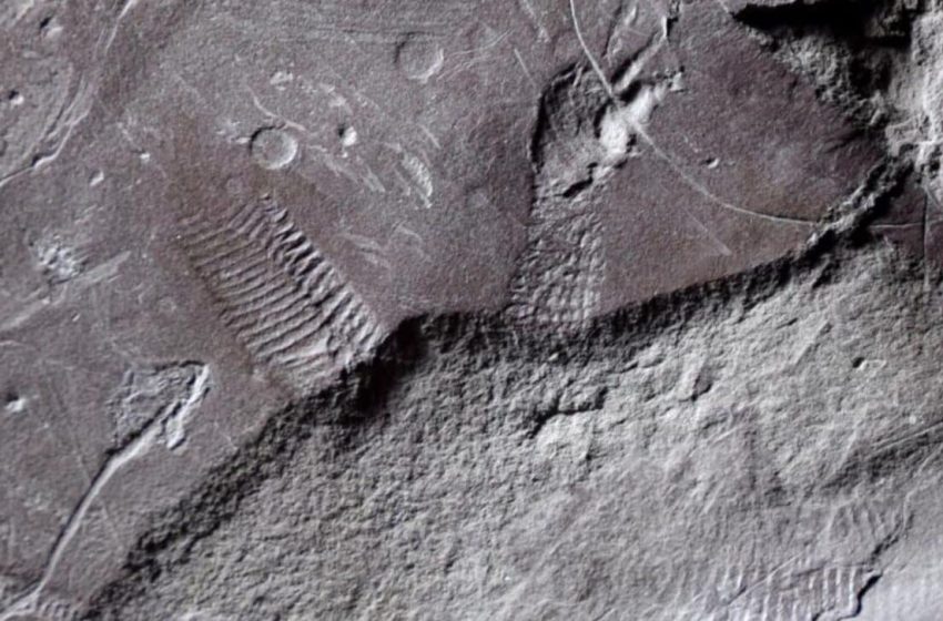  Paleontologists Uncover Fossil of Ancient Reptile Butthole from 290 Million Years Ago