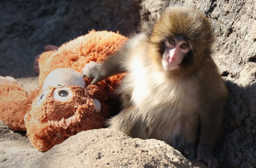  Everybody loves Punch the baby monkey. Would you actually do the hard work needed to help him?