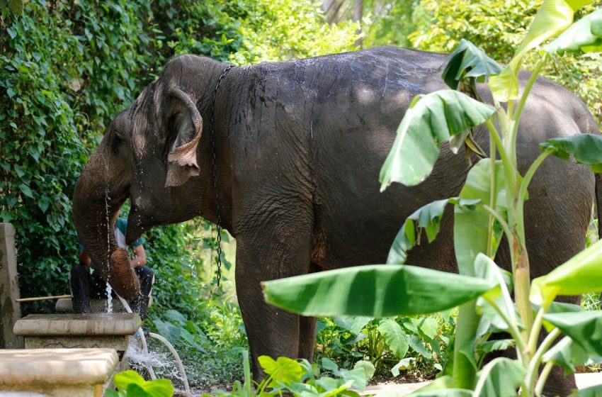  Elephant kills tourist at national park in Thailand, third fatality linked to the same animal