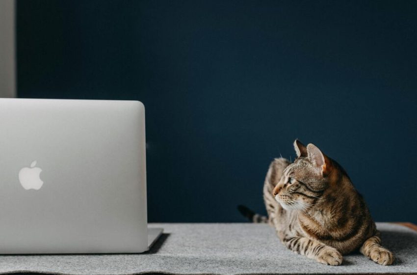  AdGuard is your one-time fix for pop-ups, autoplay ads, and online tracking — now $16