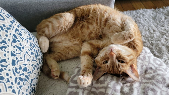  Cats give genetic clues to better cancer treatments