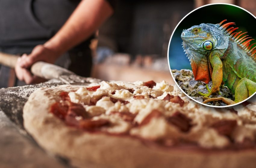  You’ll Never Guess Where They Just Threw Iguana On Pizza (OK, It Was Florida)