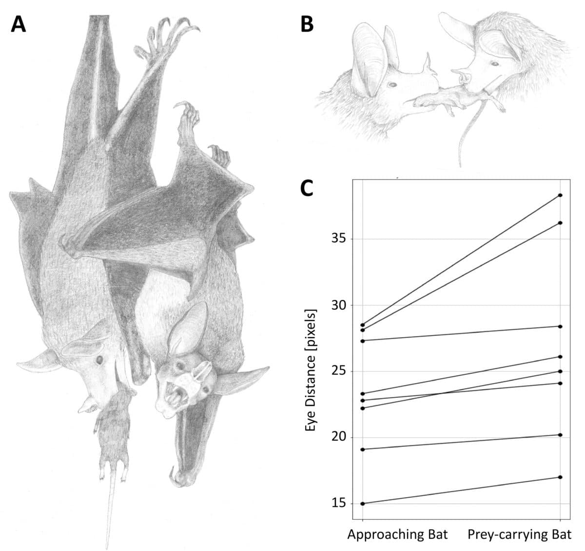 Illustrations Of Prey Provision Behavior Between Two Bats