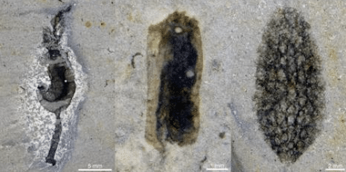 Detailed anatomical preservation allows researchers to study early animal evolution at an unprecedented level. Image by ZHU Maoyan’s team