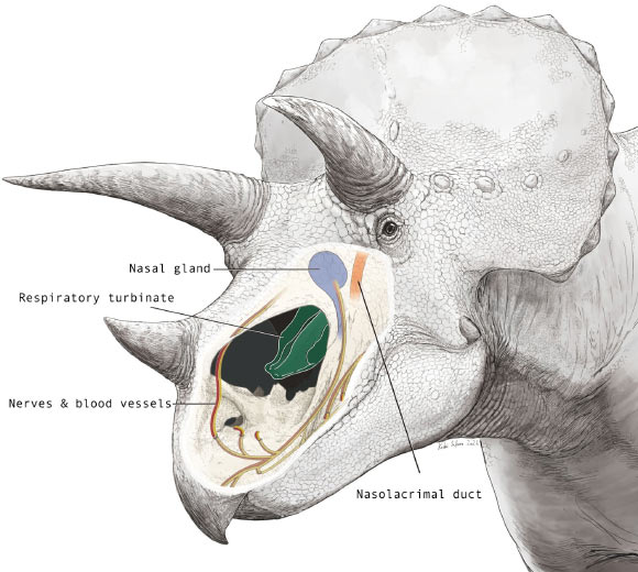  Triceratops’ Oversized Nasal Cavities Played Roles Far Beyond Smell, Paleontologists Find