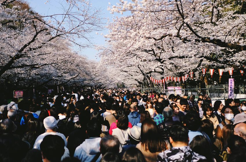  Japanese city cancels cherry blossom festival after tourists break into homes & defecate on lawns