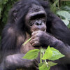 How Bonobos Help Explain The Evolution Of Nice