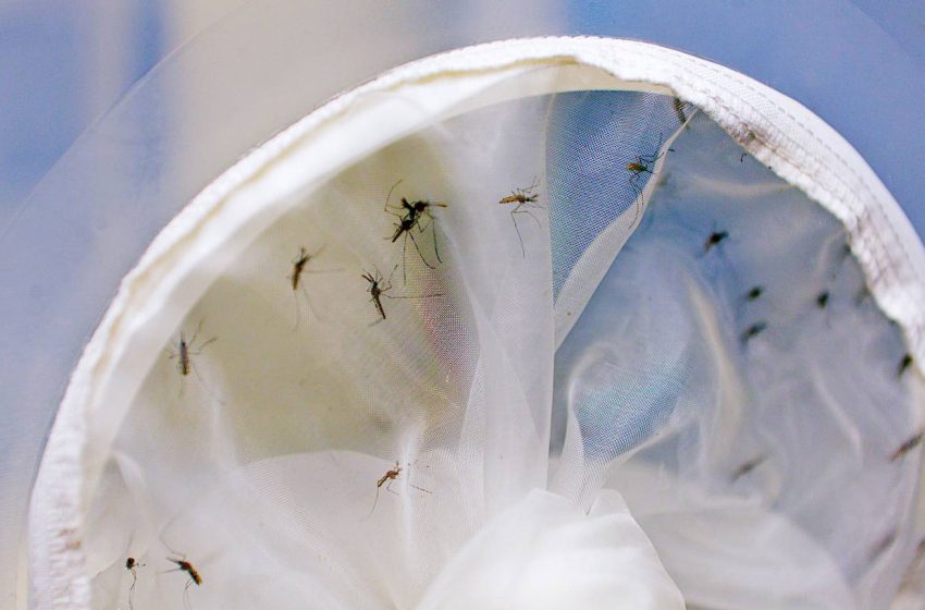  Infecting Mosquitoes with Natural Bacteria Lowered Dengue Risk by 70% in Citywide Experiment
