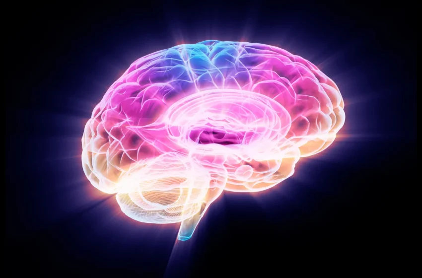  Scientists discover protein that rejuvenates aging brain cells