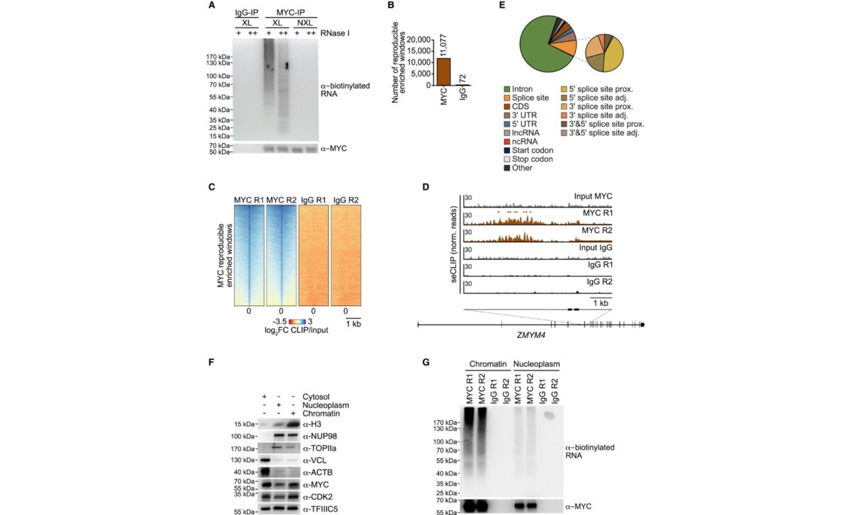 Myc Binds To Nascent Rna ©cell