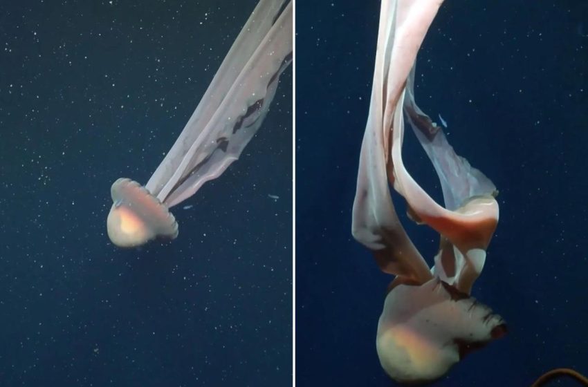  Rare bus-size creature seen in spectacular deep-sea footage