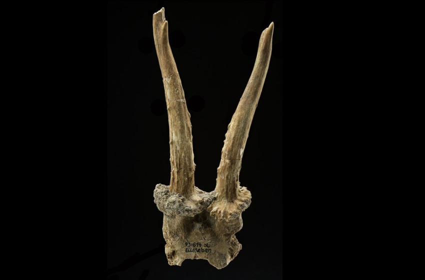  7,500-year-old deer skull headdress discovered in Germany indicates hunter-gatherers shared sacred items and ideas with region’s first farmers