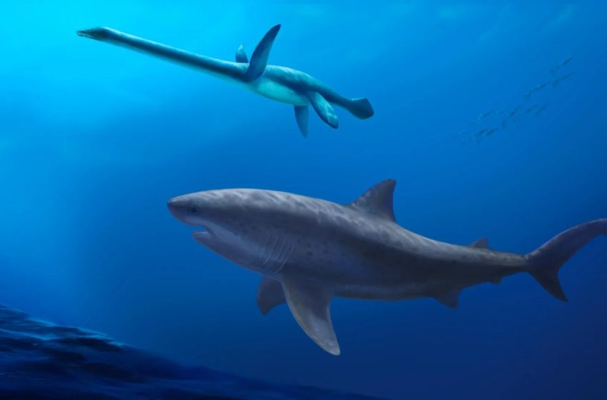  Ancient Giant Shark Discovery Rewrites History