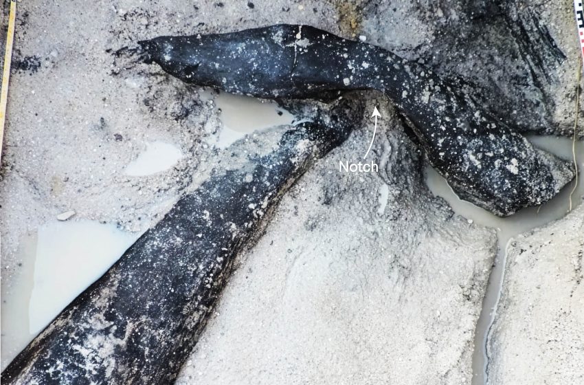  Oldest wooden structure predates Homo sapiens by 200,000 years