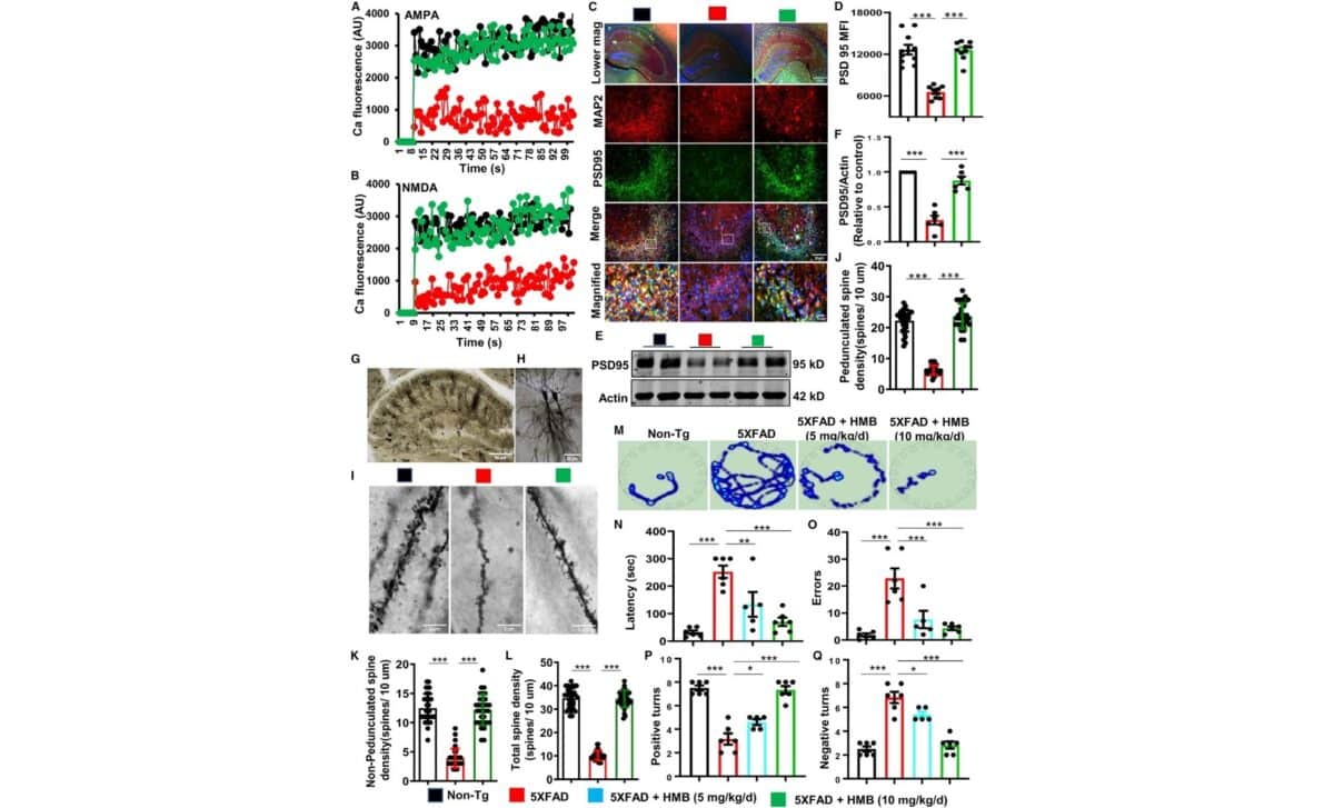 Oral Administration Of Hmb Promotes Calcium Influx In The Hippocampus And Improves Spatial Learning And Memory Of 5xfad Mice