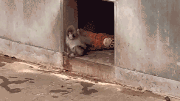  Viral monkey draws huge crowds to Japan zoo with beloved stuffed animal