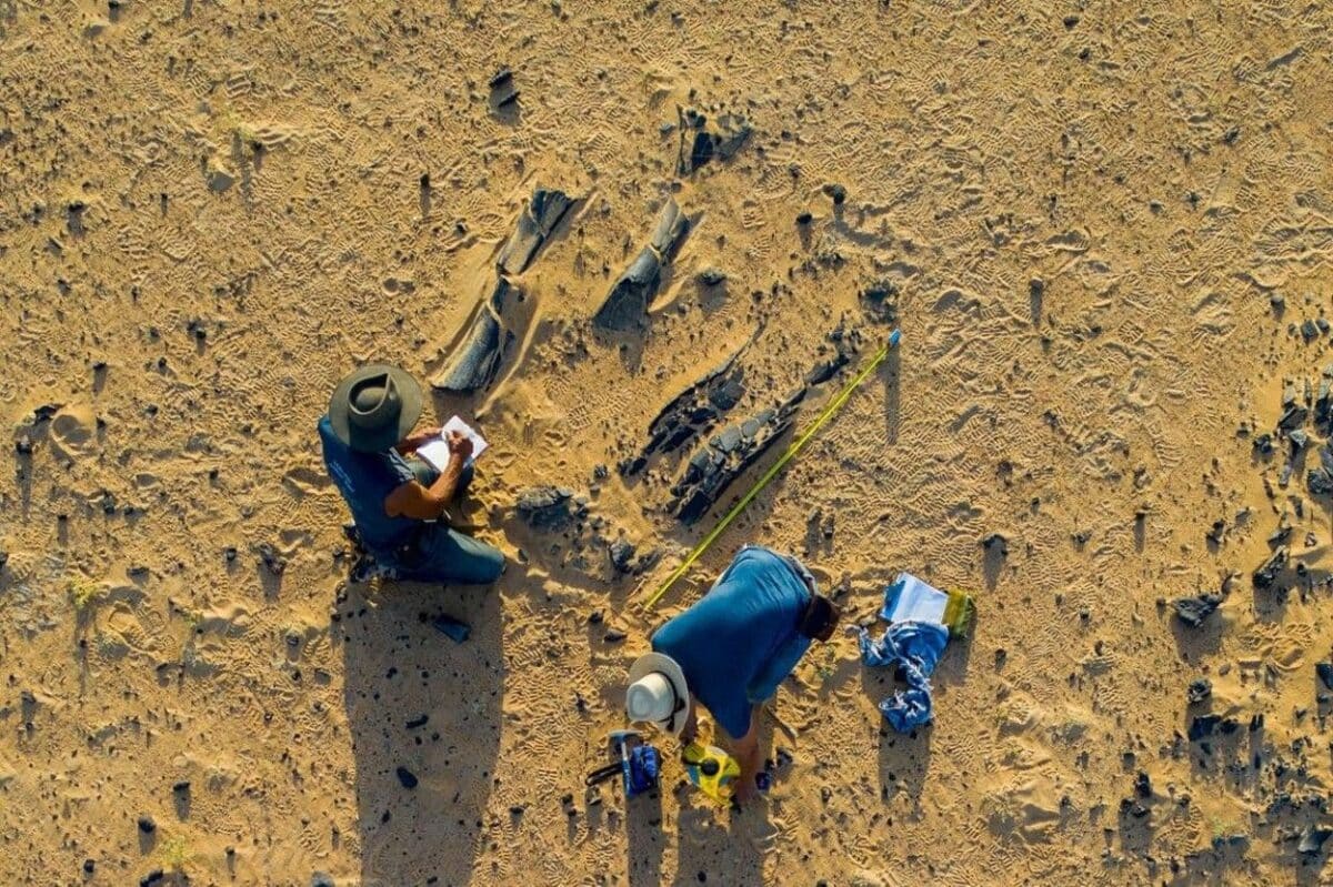Paleontologists Paul Sereno And Dan Vidal Take Notes On A Huge Hind Limb Of A New Long Necked Dinosaur.