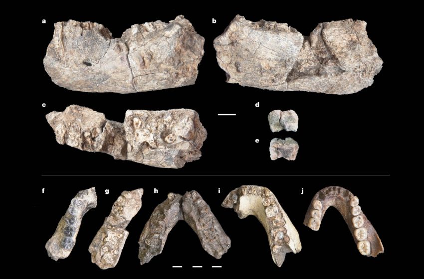  2.6-million-year-old Paranthropus jawbone changes human timeline