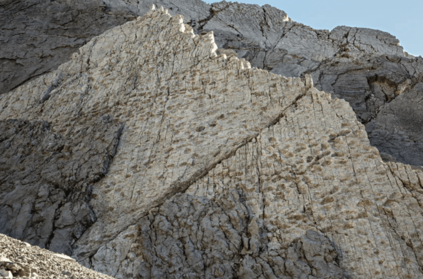  Photographer Stumbles Upon One of the Largest Dinosaur Trackways Ever Recorded