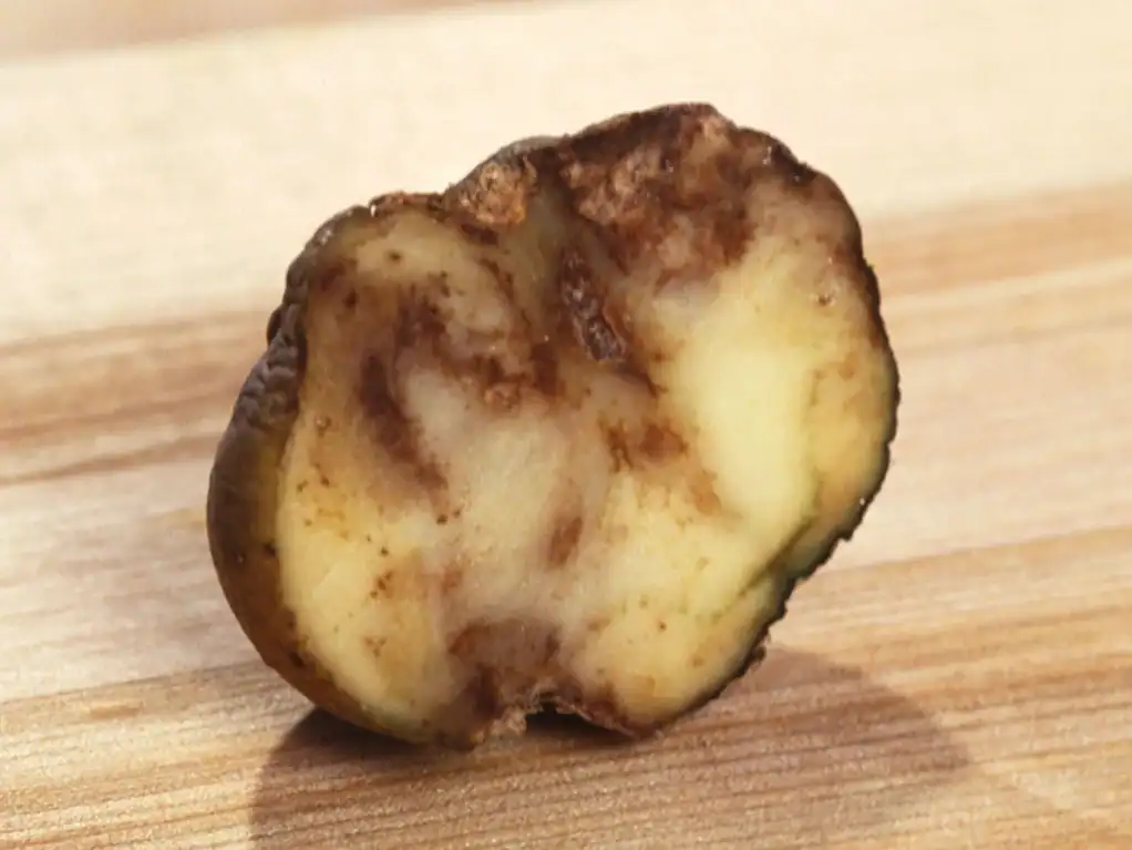 Underripe or spoiled potato with dark spots and blemishes on a wooden surface.