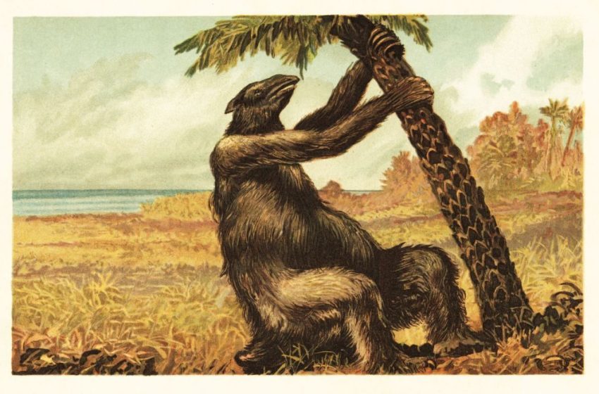  It’s 1,500m long, wide and high enough to drive a van through, and its ceiling is covered in animal scratches – but what humongous creature made them?