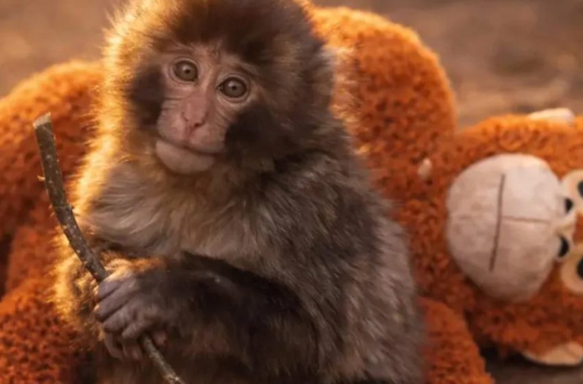  He Now Has Several Adult Protectors