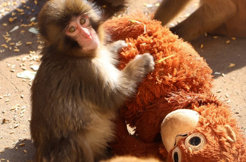  Punch The Sad Monkey Is Capturing Hearts Worldwide