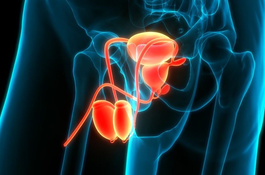  Extraordinary simulation shows what happens to sperm inside the body if not ejaculated