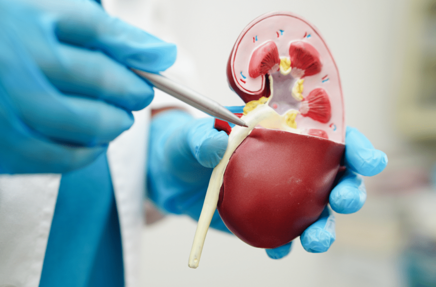  Scientists Just Created a Kidney That Can Be Transplanted to Anyone, Regardless of Blood Type