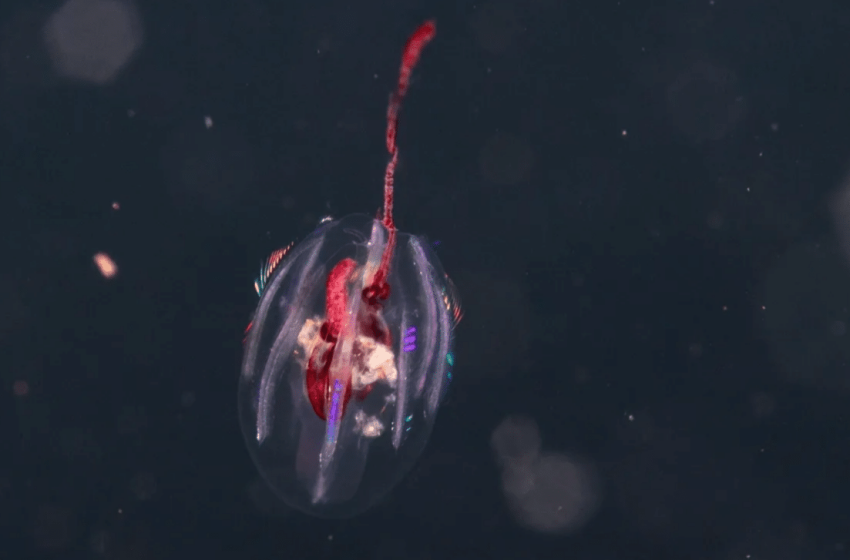  Scientists Find Alien-Like Creatures in Colombia’s Oceans, and They’re Older than Dinosaurs!