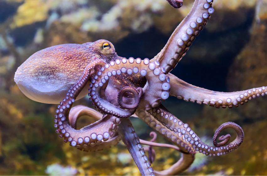  Scientist gave octopus MDMA and recorded shocking results