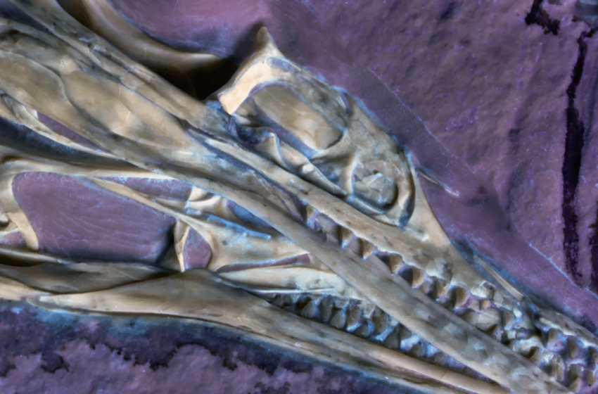  Scientists Just Revealed a Never-Before-Seen Feature Inside Archaeopteryx’s Skull