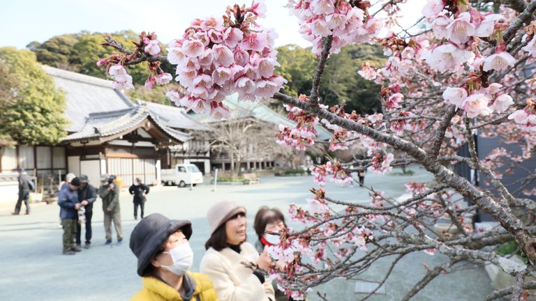Many cities in Japan have experienced overtourism as the country's popularity as a destination soars. Pic: AP