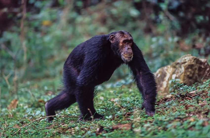  “22% of US men believe they could beat a chimpanzee in a fight” – Here’s how humans actually stack up against the world’s 10 strongest primates