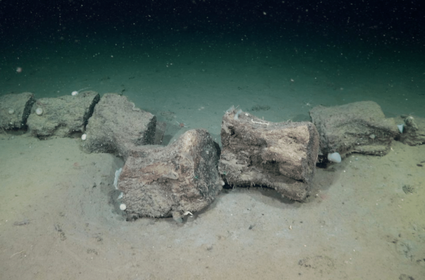  This New Deep-Sea Expedition Found Species That Were Completely Unknown To Science