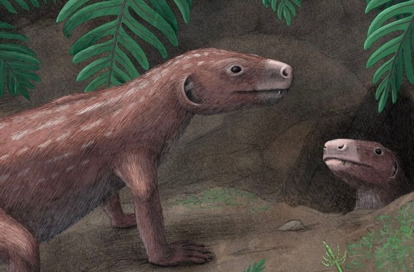  250-Million-Year-Old Fossil Reveals Origins of Our Unique Hearing : ScienceAlert