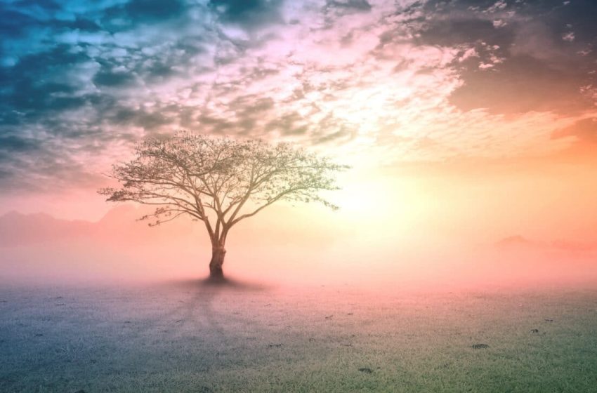  Scientists Identify the First Branch on the Tree of Life