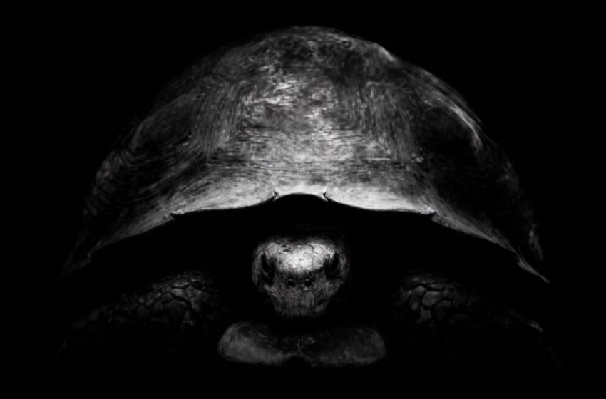  Why is Bezos trolling Musk on X with turtle pics? Because he has a new Moon plan.