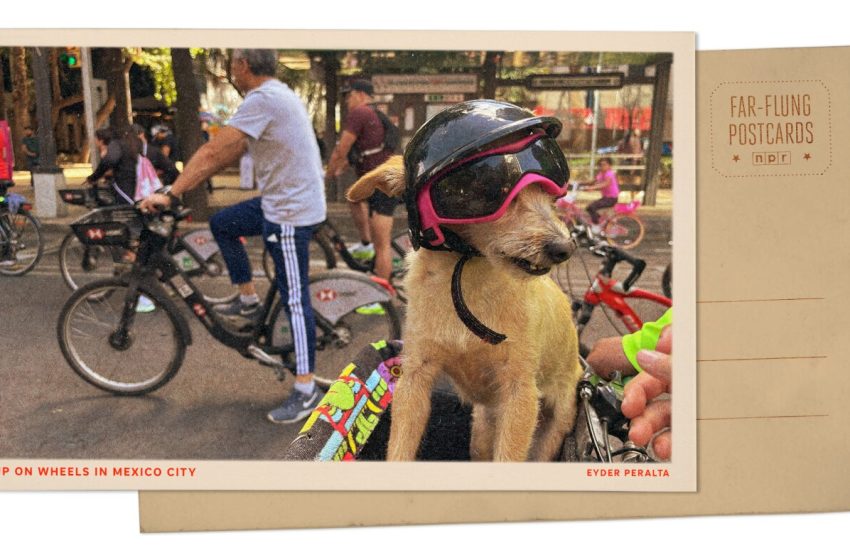  Helmeted dog on bike in Mexico City : NPR