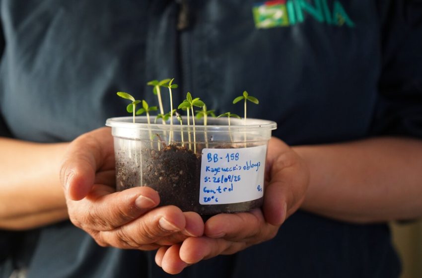  In Chile’s desert, a seed bank holds the key to the future of agriculture : NPR