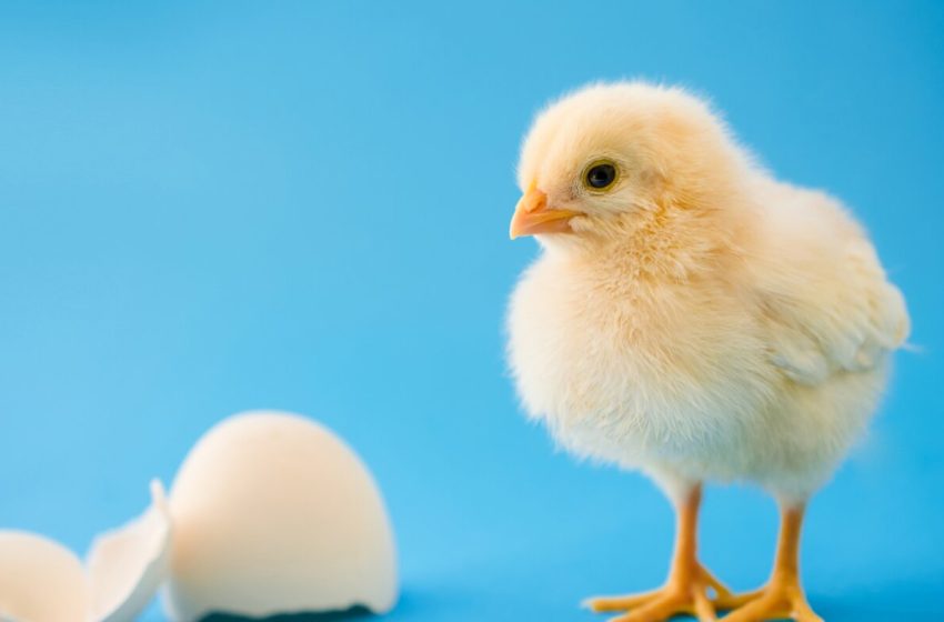  Baby chicks link certain sounds with shapes, just like humans do : NPR
