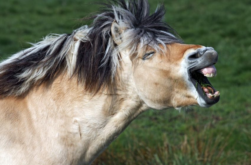  When a horse whinnies, there’s more than meets the ear : NPR