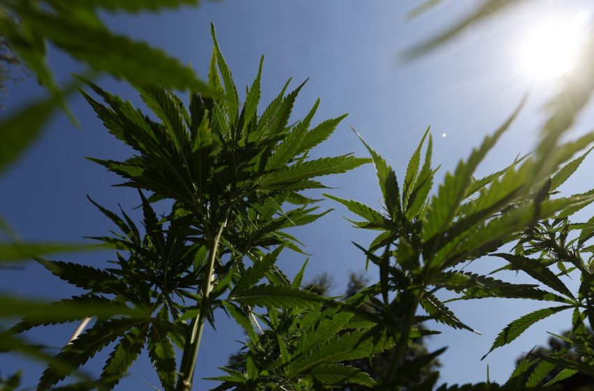  Teen cannabis use linked to psychosis and bipolar disorders in study : NPR