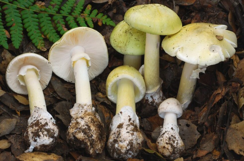  Death cap mushrooms have killed 4 people in California where they are proliferating