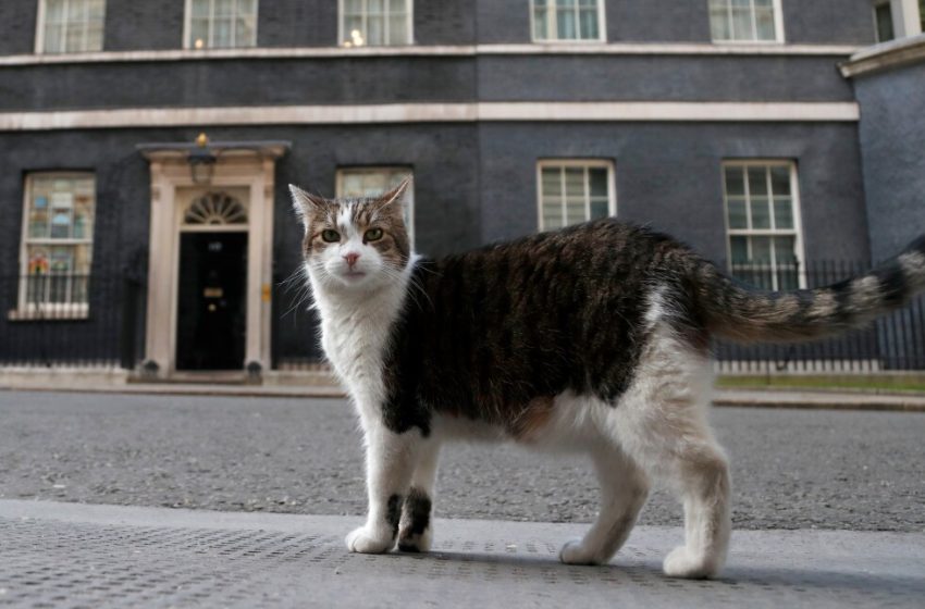  Larry the cat marks 15 years as Britain’s ‘first feline’