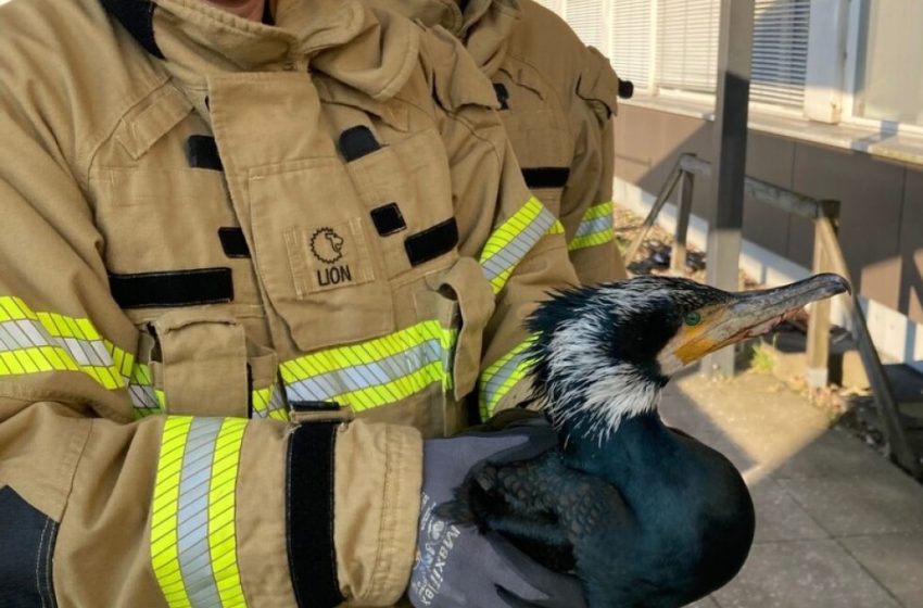  Firefighters rescue injured seabird desperately pecking at hospital door
