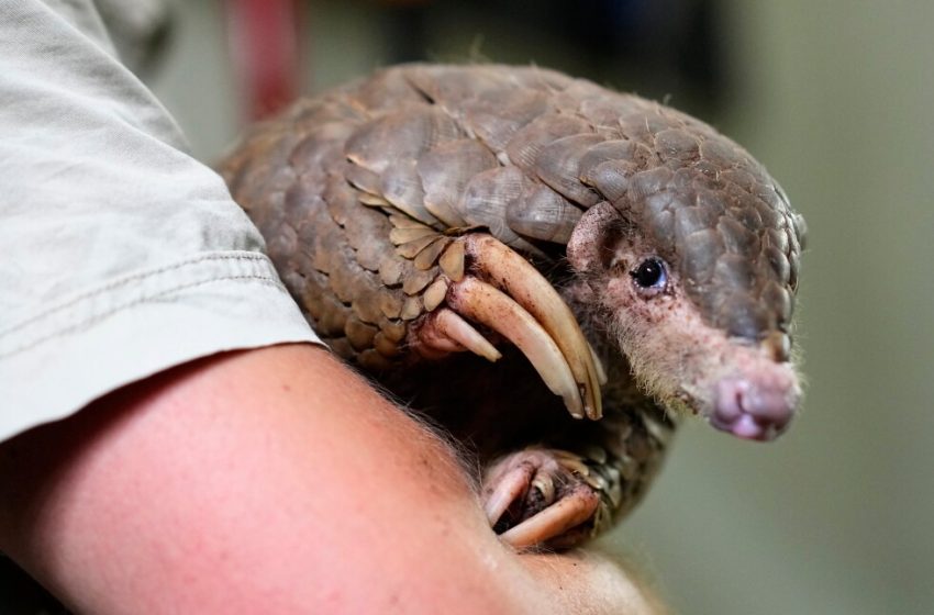  The scaly anteaters called pangolins are the most trafficked mammal in the world
