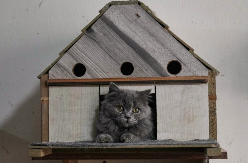  Meet Beirut’s ‘Mother of Cats’ who rescues felines in need