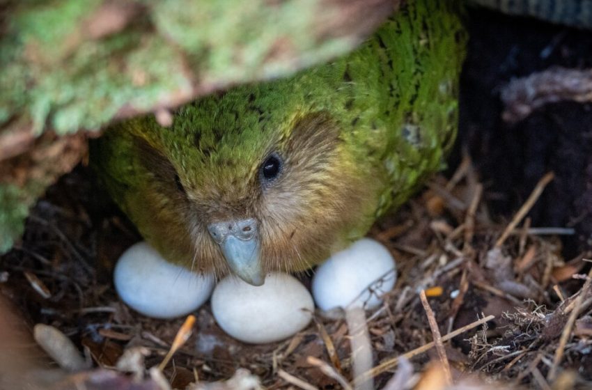  The endangered kakapo parrot could have a record breeding season